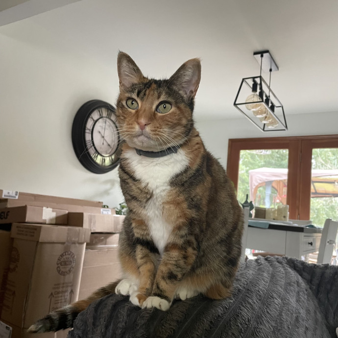 Robin's Cat-Abulous Care