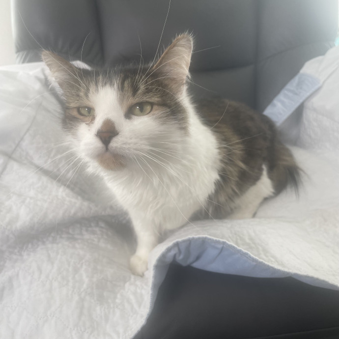 Robin's Cat-Abulous Care