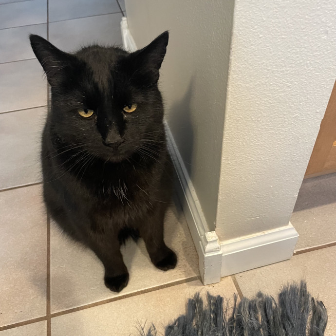 Robin's Cat-Abulous Care