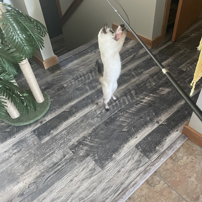 Robin's Cat-Abulous Care