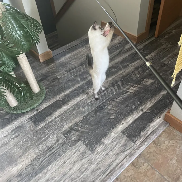 Robin's Cat-Abulous Care
