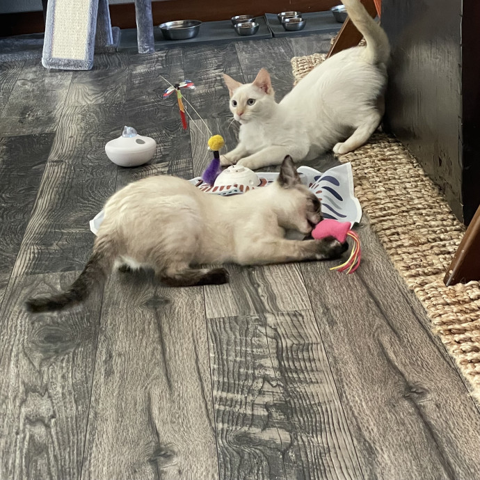 Robin's Cat-Abulous Care