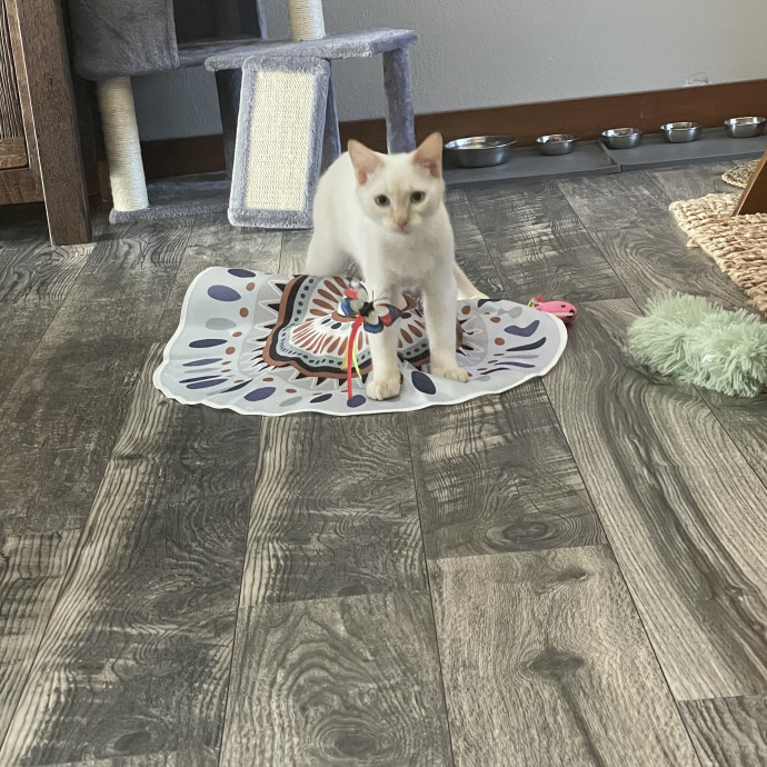 Robin's Cat-Abulous Care