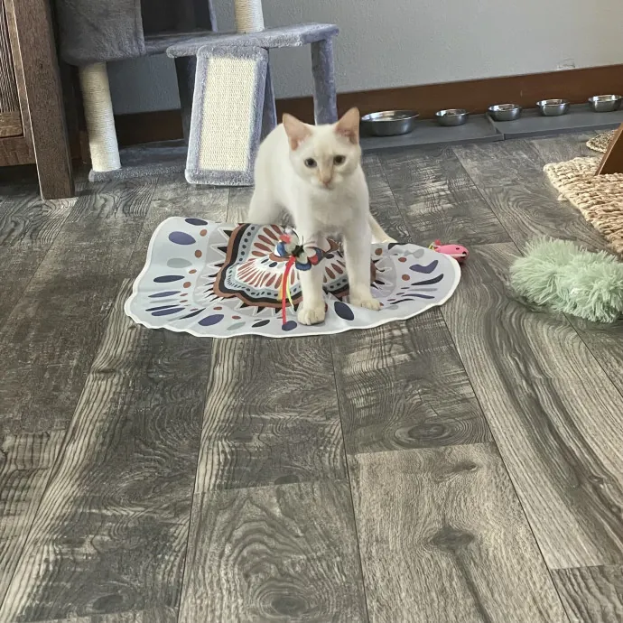 Robin's Cat-Abulous Care