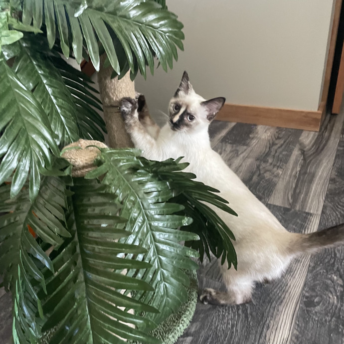 Robin's Cat-Abulous Care