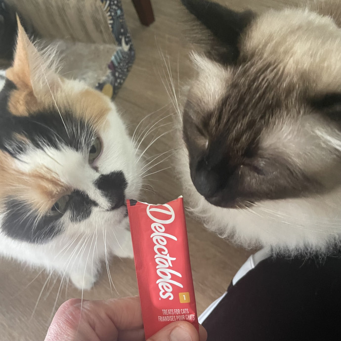Robin's Cat-Abulous Care