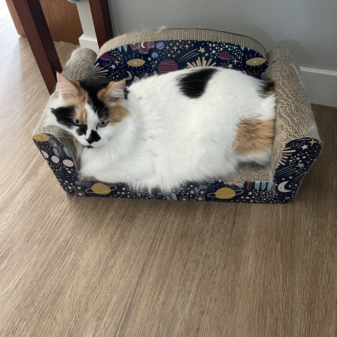 Robin's Cat-Abulous Care photo 3