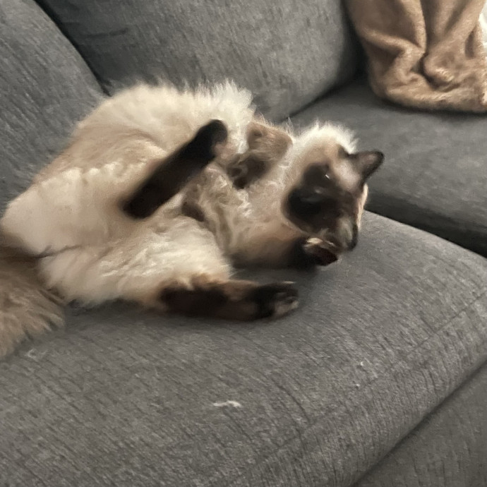 Robin's Cat-Abulous Care photo 2