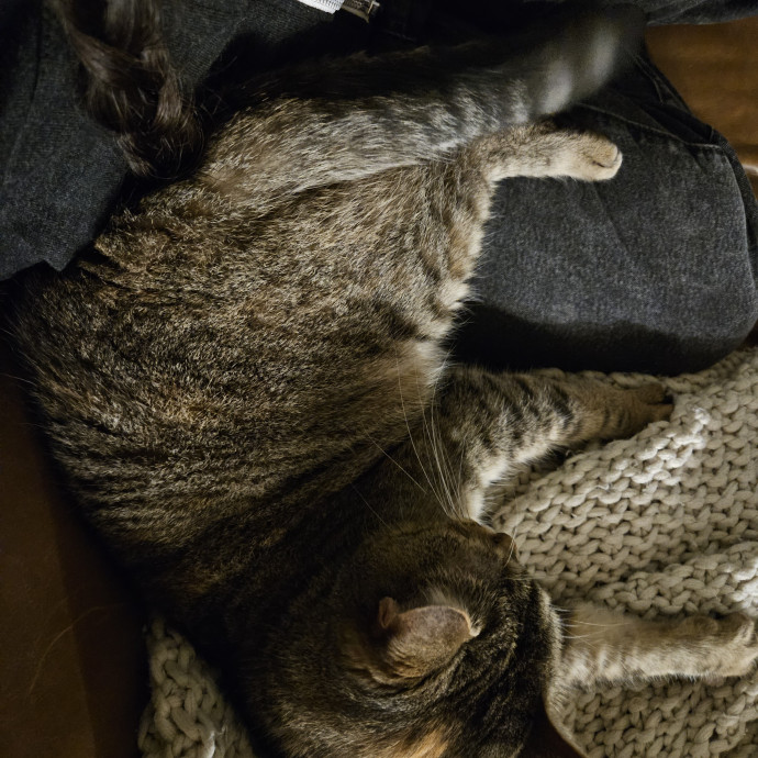 The Purrfect Cat Care photo 3