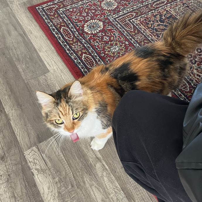 Purrrrrr