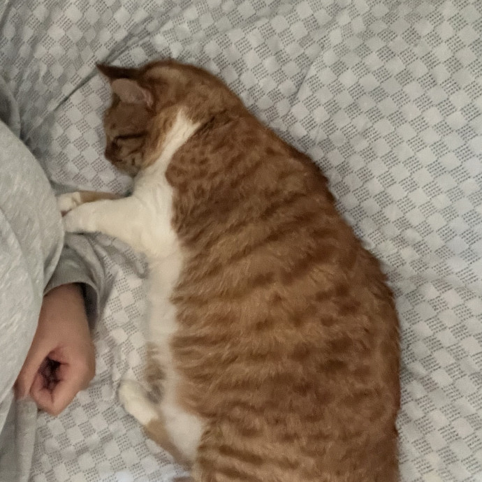 Purrrrrr