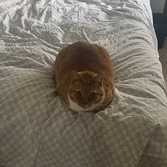 Purrrrrr