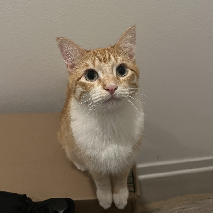 Purrrrrr