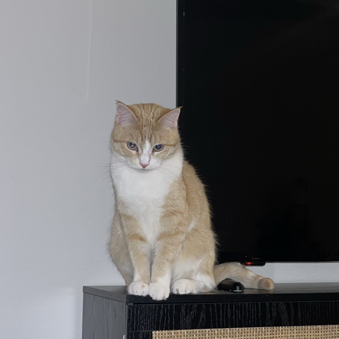 Purrrrrr photo 3