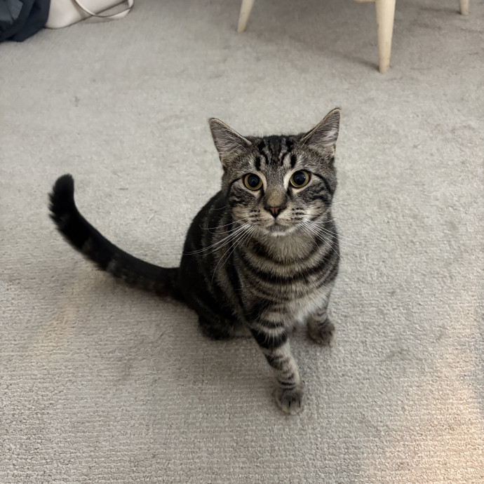 Experienced  Loving Cat Sit