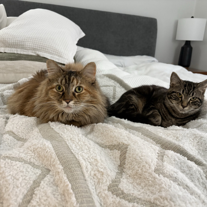 Experienced  Loving Cat Sit