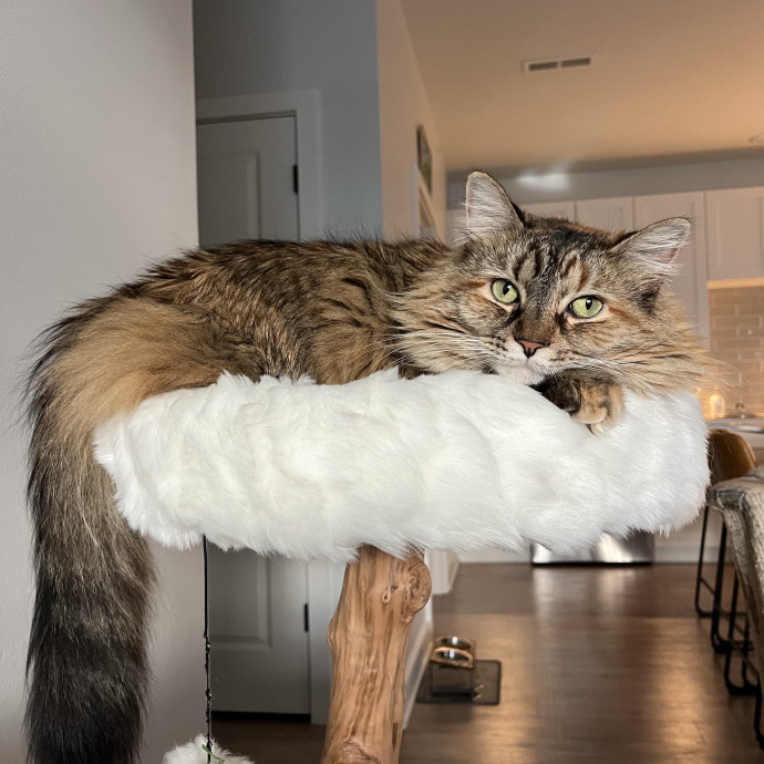 Experienced  Loving Cat Sit photo 3