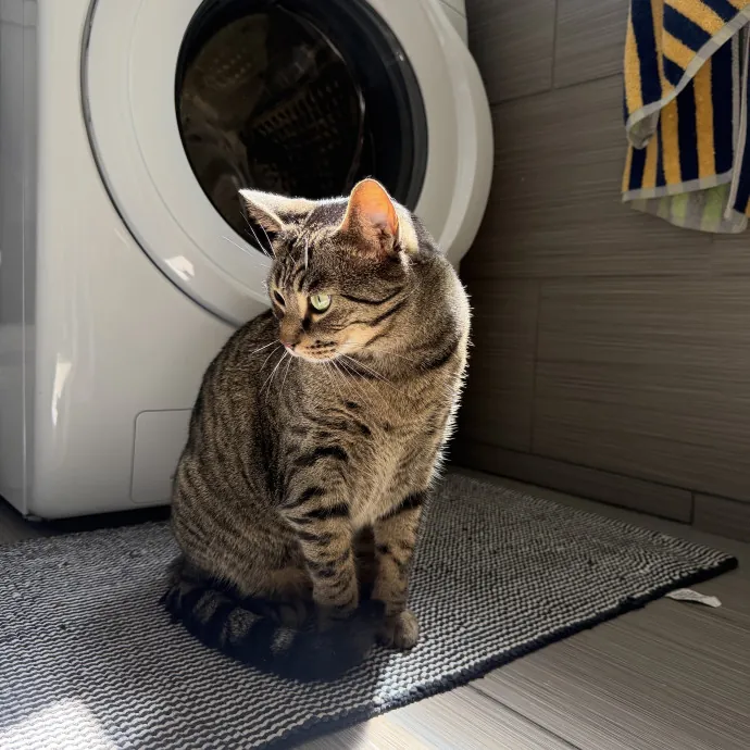 Connie  Cat Friends photo 4