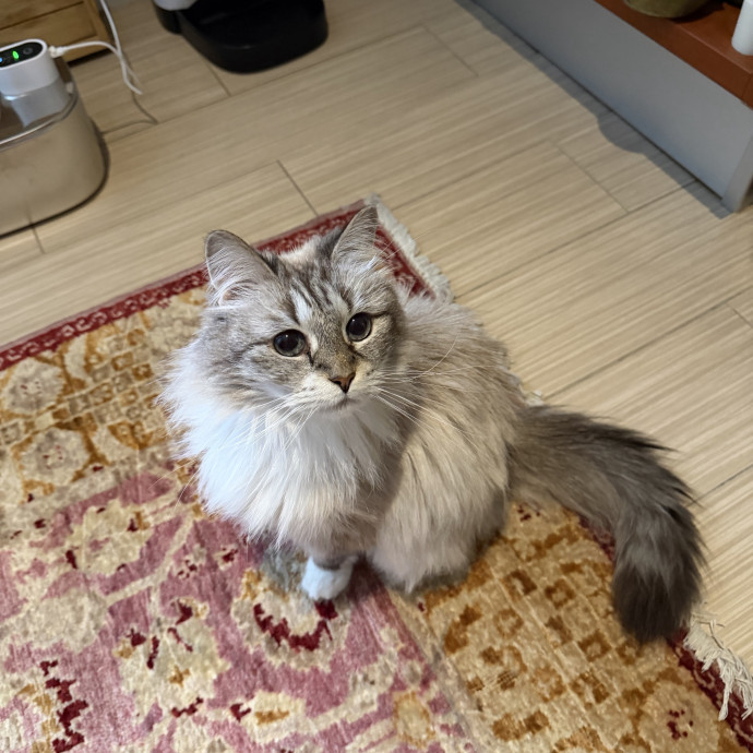 Connie  Cat Friends photo 3