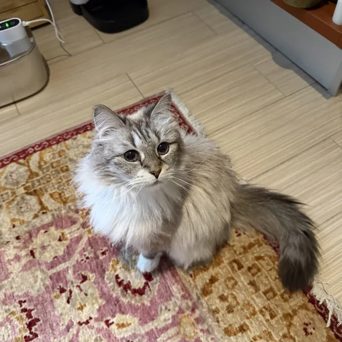 Connie  Cat Friends photo 3