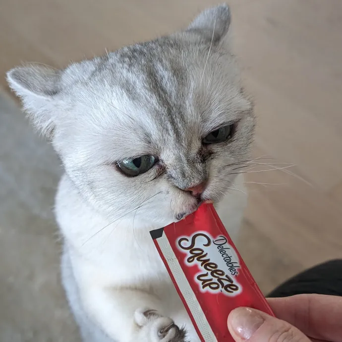 Purrfect Cat Sitter In San Diego