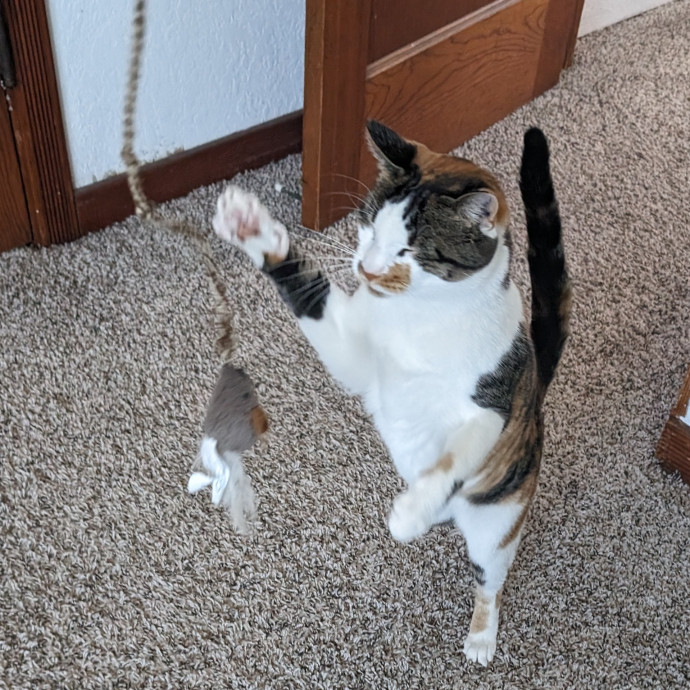 Purrfect Cat Sitter In San Diego