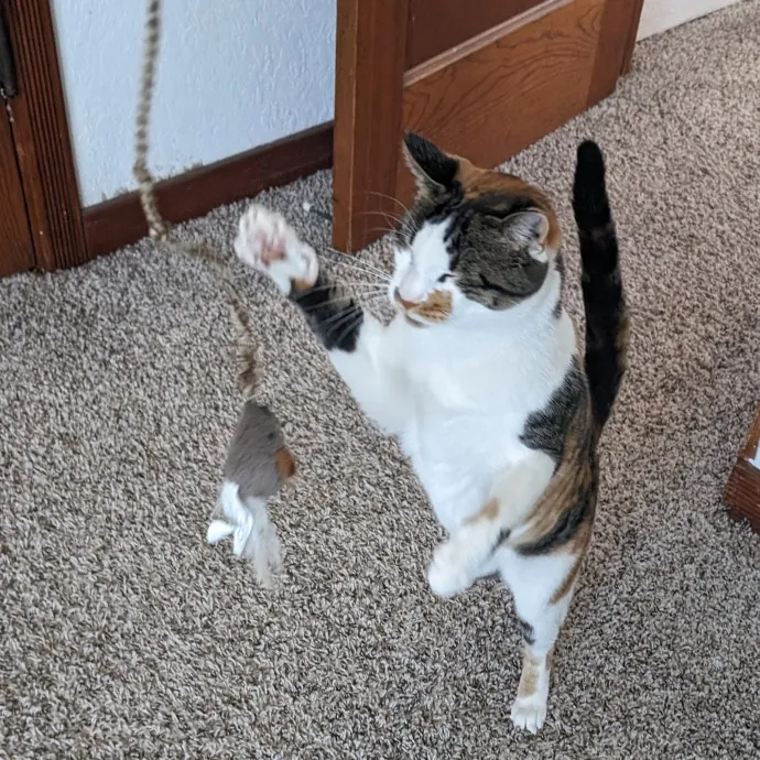 Purrfect Cat Sitter In San Diego