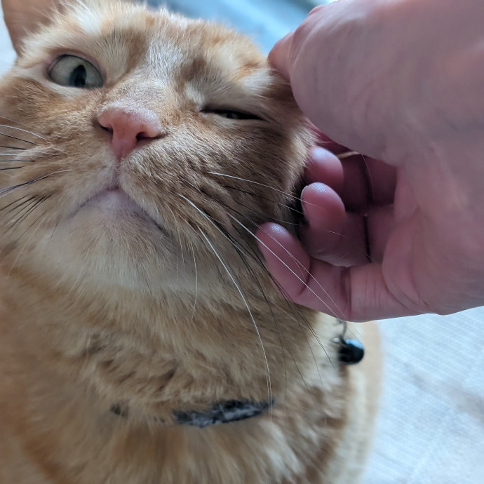 Purrfect Cat Sitter In San Diego