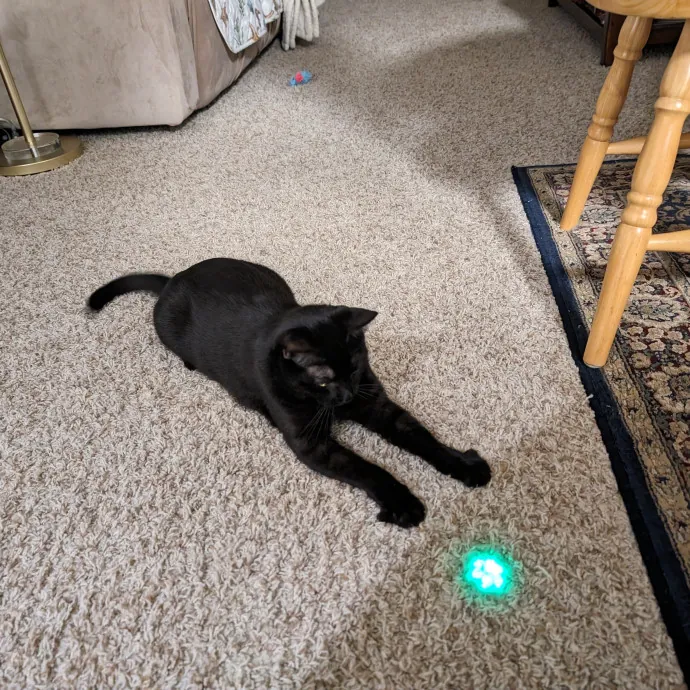 Purrfect Cat Sitter In San Diego