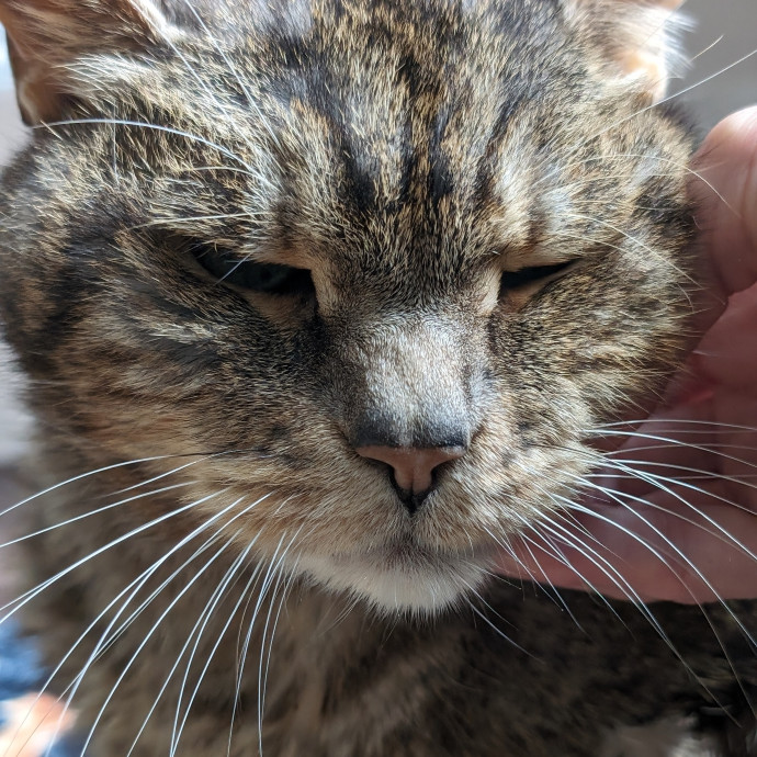 Purrfect Cat Sitter In San Diego