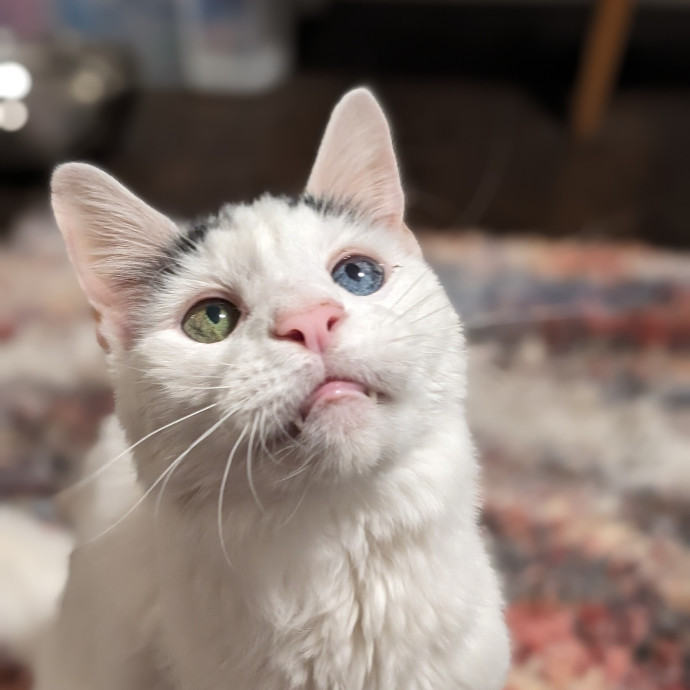 Purrfect Cat Sitter In San Diego