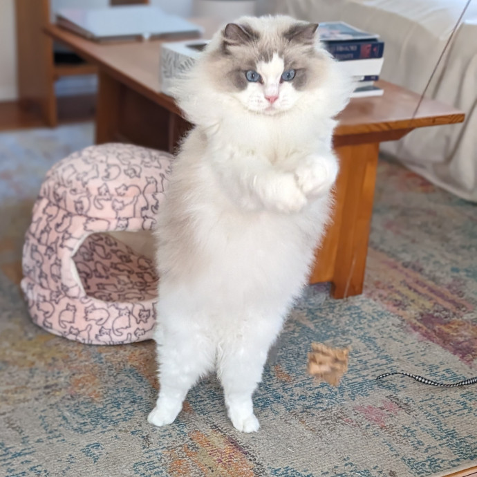 Purrfect Cat Sitter In San Diego
