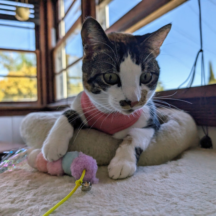 Purrfect Cat Sitter In San Diego