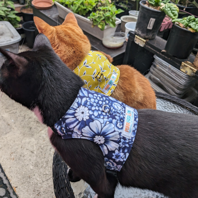 Purrfect Cat Sitter In San Diego