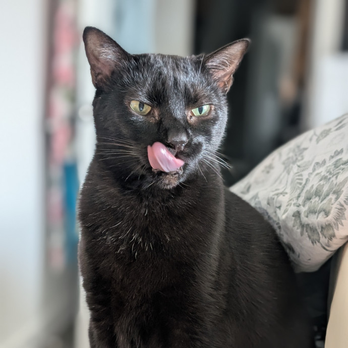 Purrfect Cat Sitter In San Diego photo 3