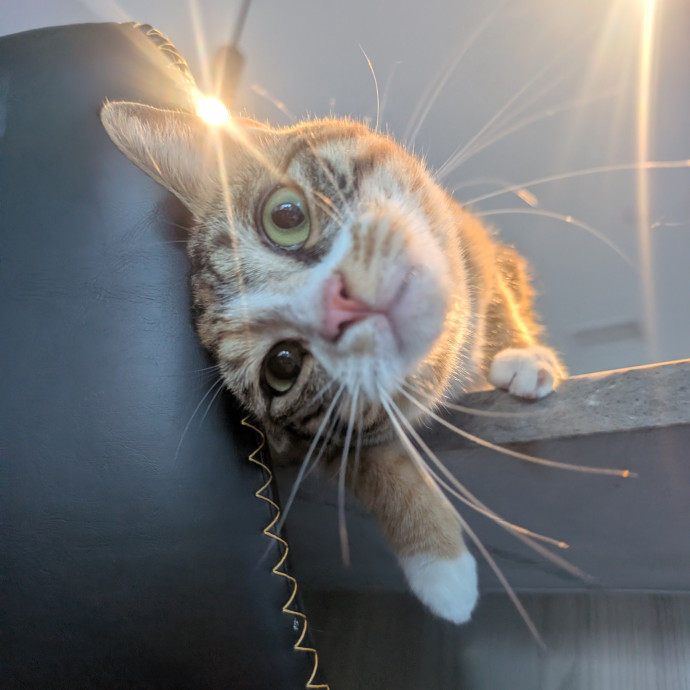Purrfect Cat Sitter In San Diego photo 2
