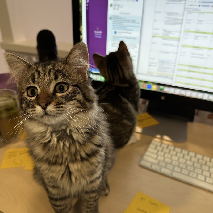 Stress-Free Care For Your Kitty photo 3