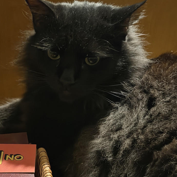 Cat Obsessed Detail Orientated
