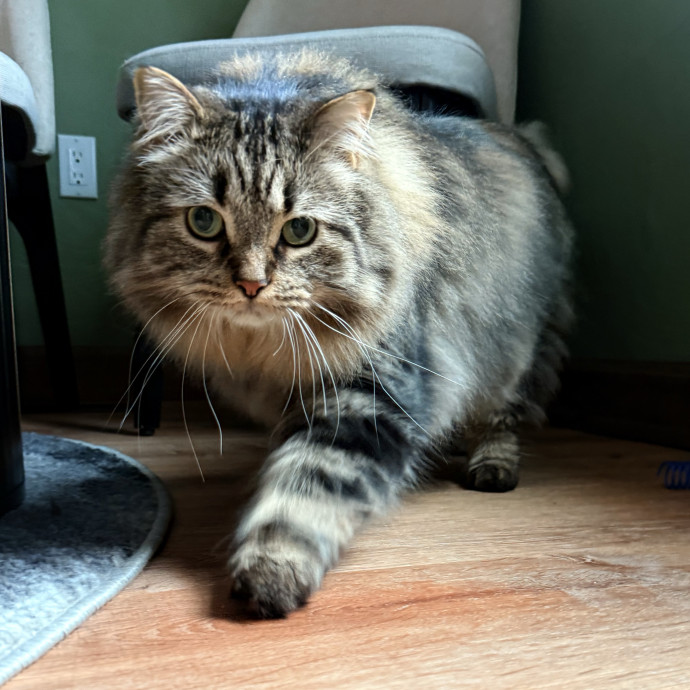 Paws With Bre photo 3