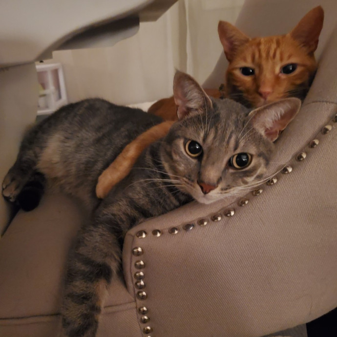 Cat Lady Lacey