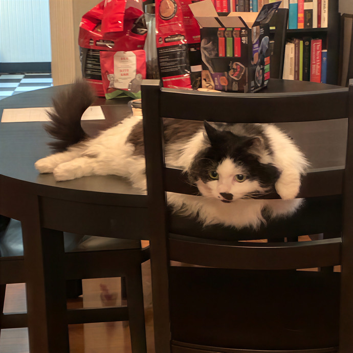 Lia Your Cat Whisperer And Guardian
