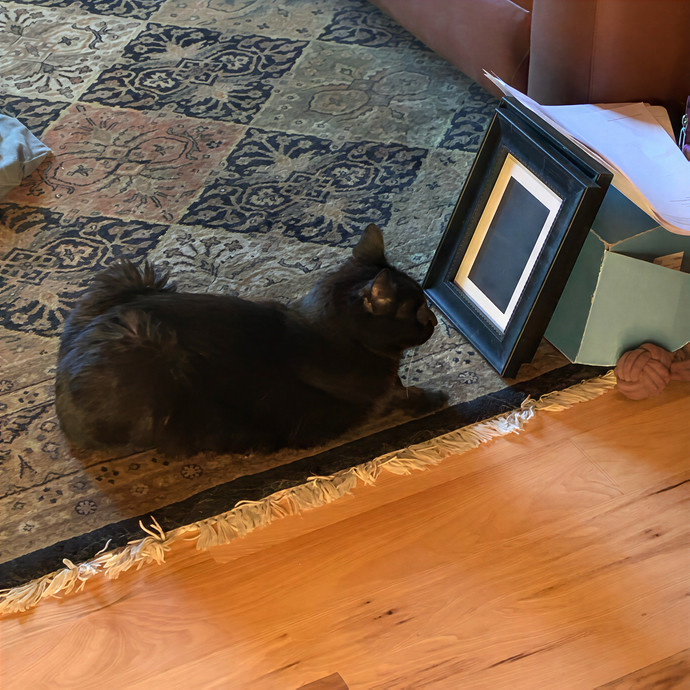 Lia Your Cat Whisperer And Guardian photo 3