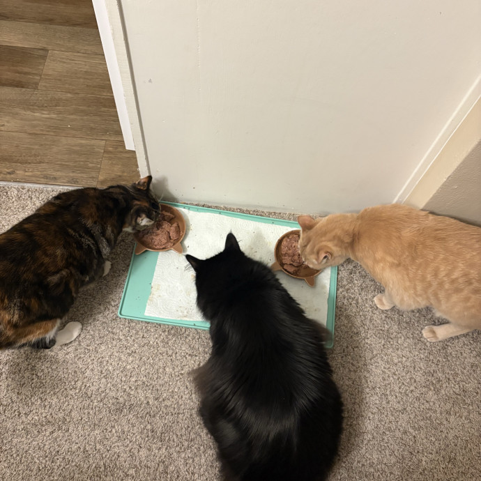 Shy Cats Spicy Cats - I Love Them All