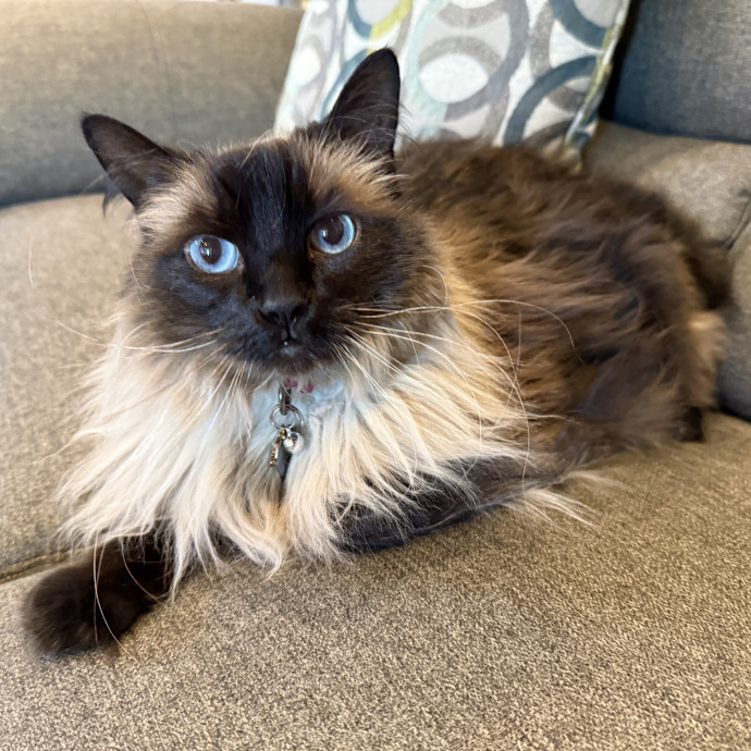 Minnie's Meows
