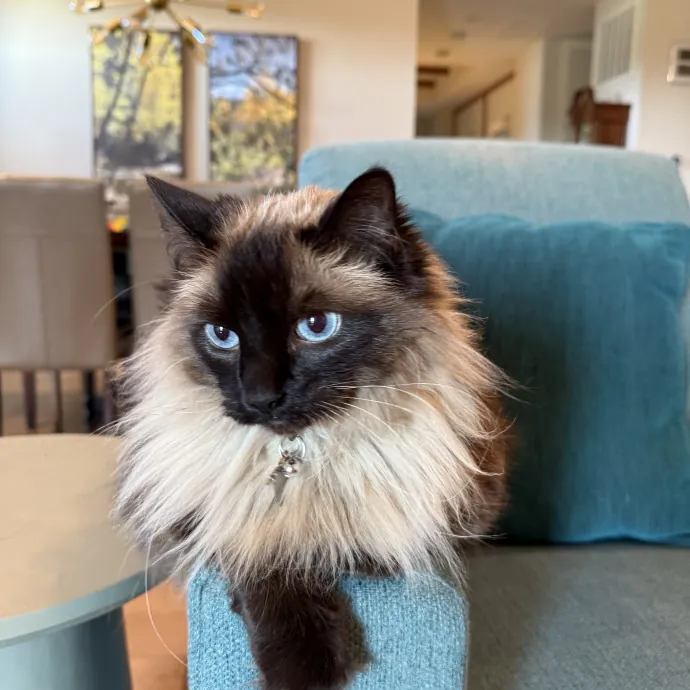 Minnie's Meows