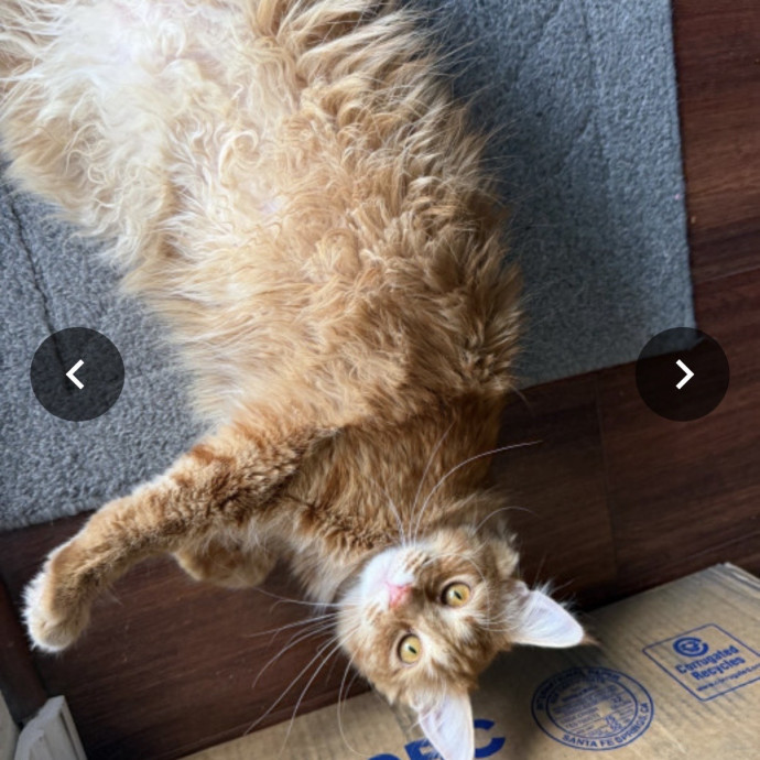 Minnie's Meows