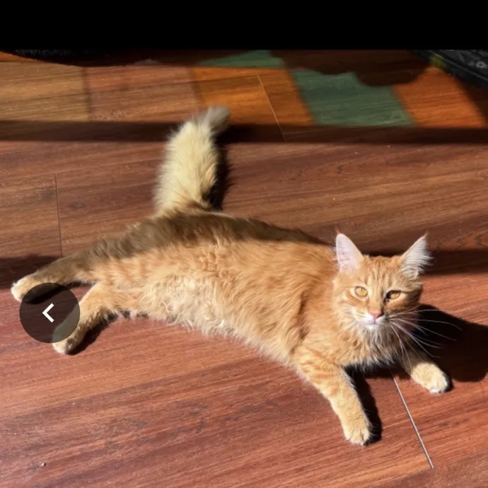 Minnie's Meows