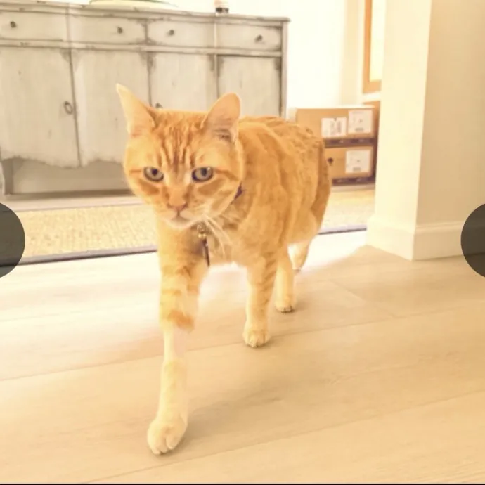 Minnie's Meows
