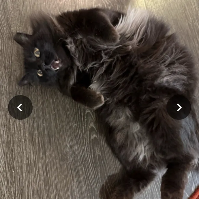 Minnie's Meows photo 3