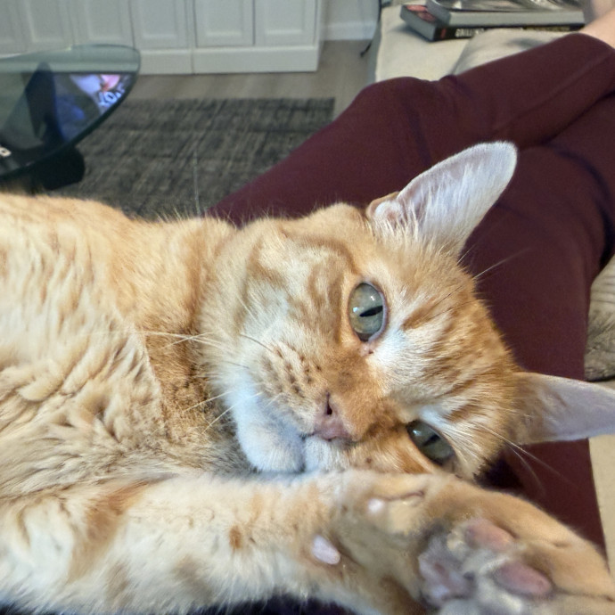 Minnie's Meows